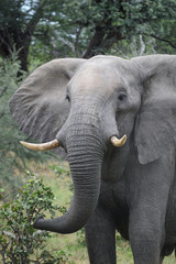 Obraz premium Elephant showing off his tusks