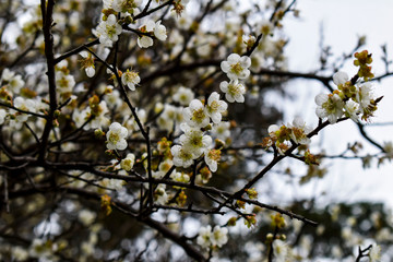 Flores blancas de un árbol almendro de Taiwan. 