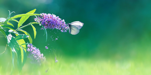  Beautiful butterfly and lilac purple summer flowers on a background of green foliage and grass in a fairy garden. Macro artistic background. Copy space.
