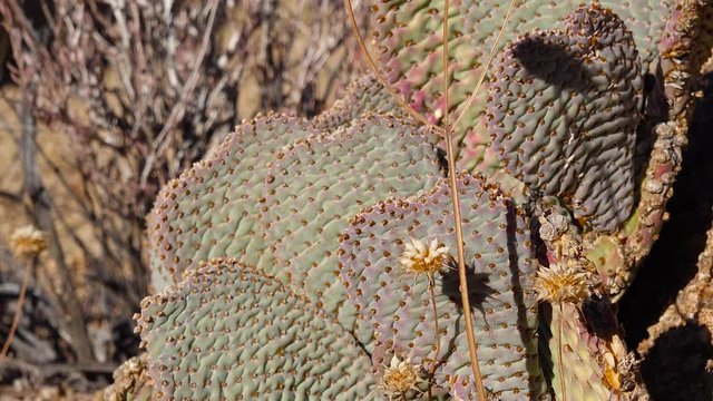 Cacti in the Arizona desert. Golden prickly pear (Opuntia aurea, O. basilaris var. aurea)