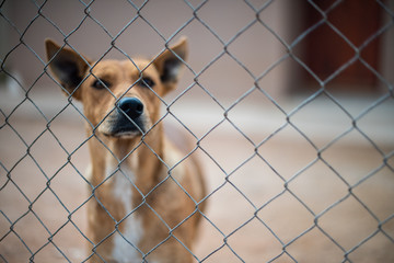 Dog looking through chain link fence