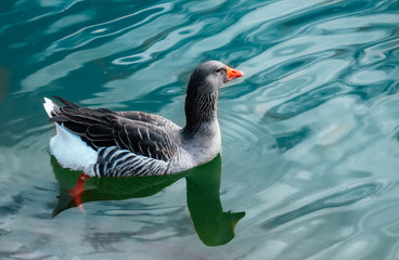 Single wild gray duck floating on the river water. One waterfowl goose bird in a pond.