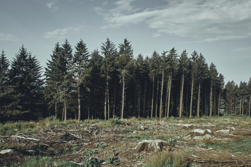 The deforestation of trees to clear the rainforest for palm oil and the meat industry for grazing cattle. Trees being cut down. Environmental disasters for making profit in business.