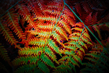 Beautiful colorful red autumn fern bush background, closeup. Ginger fern frond brunch in the forest. © Alice Fox