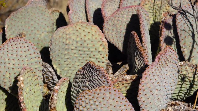 Cacti in the Arizona desert. Golden prickly pear (Opuntia aurea, O. basilaris var. aurea)