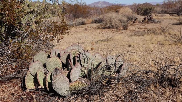 Cacti in the Arizona desert. Golden prickly pear (Opuntia aurea, O. basilaris var. aurea)