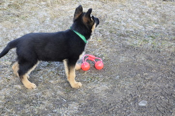 A black shepherd German shepherd puppy in a green collar plays outdoors and plays with her favorite...