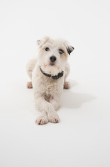 A white parsons russell terrier, isolated on a white seamless wall in a photo studio. dogs preforming tricks ion the studio. clever dog training.