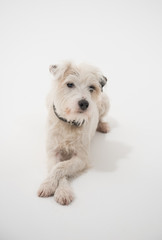 A white parsons russell terrier, isolated on a white seamless wall in a photo studio. dogs preforming tricks ion the studio. clever dog training.