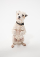 A white parsons russell terrier, isolated on a white seamless wall in a photo studio. dogs preforming tricks ion the studio. clever dog training.