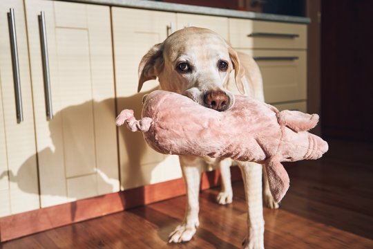 Dog With His Plush Toy