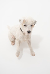 A white parsons russell terrier, isolated on a white seamless wall in a photo studio. dogs preforming tricks ion the studio. clever dog training.