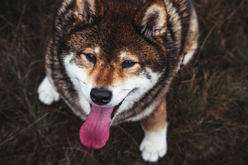 Lovely brown Shiba inu dog portrait, Japanese breed puppy sitting on the ground, outdoors.