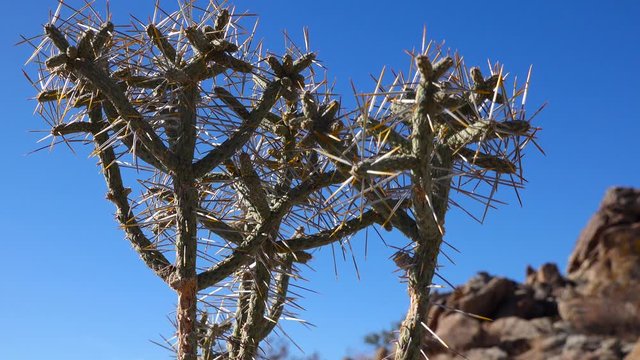 Arizona pencil cholla with long yellow spines against the blue sky. Christmas cholla, tasajillo (Cylindropuntia leptocaulis). Joshua Tree National Park.