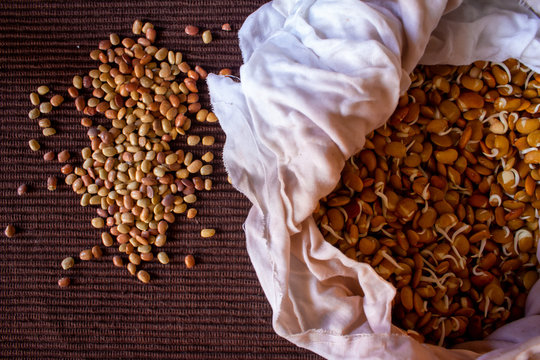View of raw horse gram and the sprouted horse gram in a bowl. Also known as Macrotyloma uniflorum.