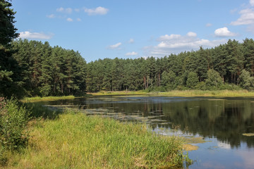  Overgrowing of the lake, swamping. Eutrophication. A small lake with a forest on the opposite shore, green algae fields on a sunny summer day. Ecology