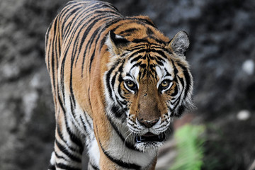 Retrato de un trige bengala.