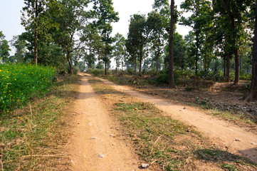 red soil road have gone inside the green jungle near Indian village under blue sky