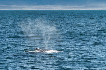Fototapeta premium A whale floats on the surface to breathe in the northern sea of ​​Iceland in husavik bay.