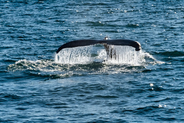 Whale diving on the Icelandic coast at Husavik