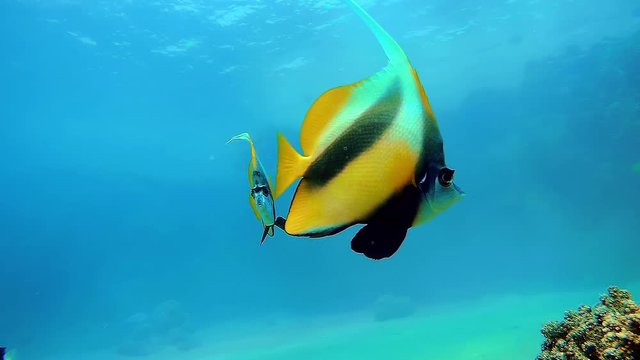 Close-up view of a couple of colorful bannerfish (Heniochus intermedius) dancing in water space over a coral reef