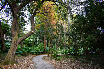 Un camino en el jardín botánico de Taipeh, Taiwan. 
