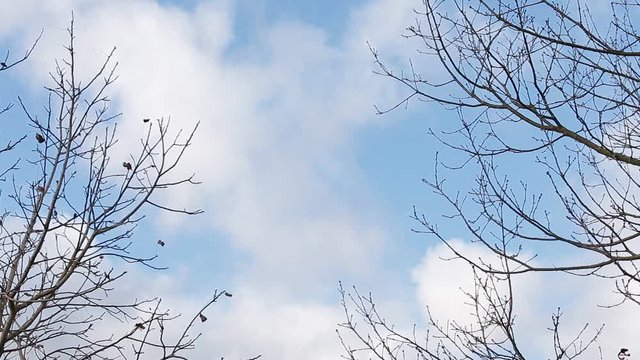 winter tree over blue sky.