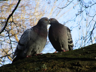 PAREJA DE PALOMAS