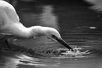 Ave blanca buscando comida en el lago. 