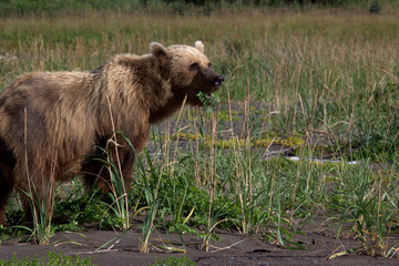Obraz na płótnie Canvas Adult Grizzly Bear on Clark Lake Alaska