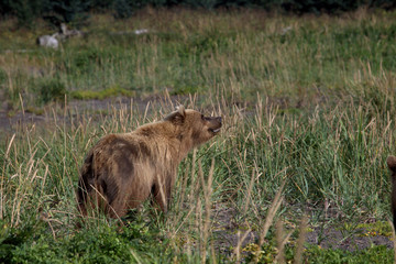 Adult Grizzly Bear on Clark Lake Alaska