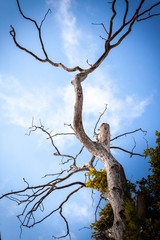 Global problem of land desertification. Dead and drought tree. Evidence of climate change