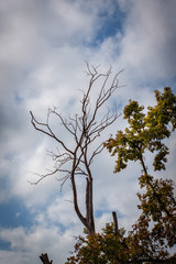 Global problem of land desertification. Dead and drought tree. Evidence of climate change