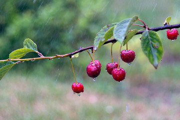 Cherry tree branch with fruits during the rain
