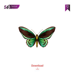 colorful butterfly animal vector icon for graphic design