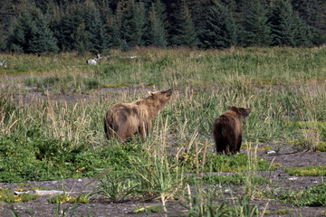 Bear viewing in Alaska