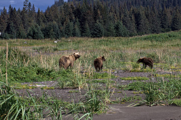 Fototapeta na wymiar Bear viewing in Alaska