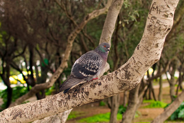 Close up view of Feral pigeon (Columba livia domestica). Bird is sitting on big branch. Blurred background