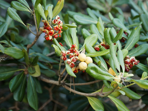 (Pittosporum tobira) Chinesischer Klebsame,  Beliebte Zier- und Heckenpflanze aus Japan 