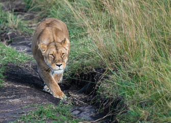 portrait of a lion