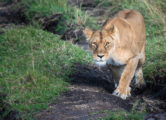 portrait of a lion