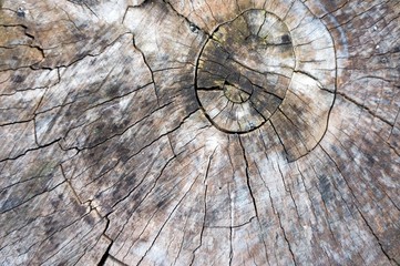 old wood texture of tree stump