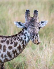 portrait of a giraffe