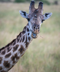 portrait of a giraffe