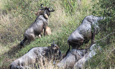 lioness with wildebeest kill