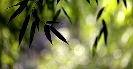 Bambou feuillage nature feuille - zen calme silhouette végétation