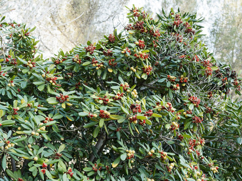 (Pittosporum tobira) Chinesischer Klebsame,  Beliebte Zier- und Heckenpflanze aus Japan 