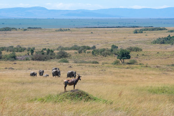 Fototapeta na wymiar Topi and elephants in Masai Mara