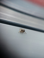 little house spider on a window 