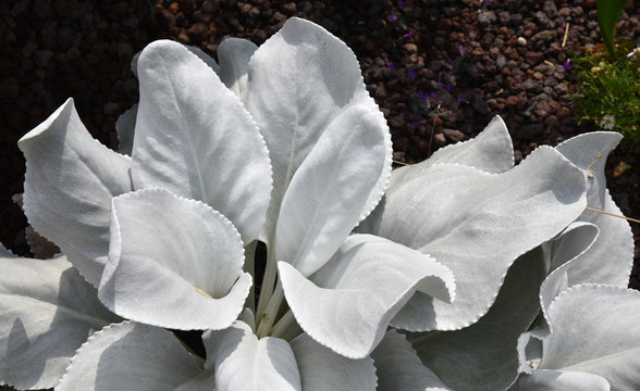 Senecio candicans au jardin en &eacute;t&eacute;